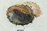  (Plicopurpura - RMNH.5017604)  @11 [ ] CreativeCommons - Attribution Non-Commercial Share-Alike (2015) Unspecified Naturalis Biodiversity Center