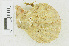  (Caribachlamys pellucens - RMNH.5017620)  @11 [ ] CreativeCommons - Attribution Non-Commercial Share-Alike (2015) Unspecified Naturalis Biodiversity Center