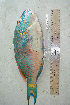  ( - RMNH.5086023)  @11 [ ] CreativeCommons - Attribution Non-Commercial Share-Alike (2015) Unspecified Naturalis Biodiversity Center