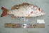  ( - RMNH.5086026)  @11 [ ] CreativeCommons - Attribution Non-Commercial Share-Alike (2015) Unspecified Naturalis Biodiversity Center
