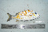  ( - RMNH.5086038)  @11 [ ] CreativeCommons - Attribution Non-Commercial Share-Alike (2015) Unspecified Naturalis Biodiversity Center