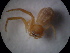  ( - NIBGE SPD-00275)  @12 [ ] CreativeCommons - Attribution Non-Commercial Share-Alike (2010) Muhammad Ashfaq National Institute for Biotechnology and Genetic Engineering Faisalabad Pakistan