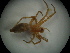 (Drassodes sp. 1GAB_PAK - NIBGE SPD-00307)  @12 [ ] CreativeCommons - Attribution Non-Commercial Share-Alike (2010) Muhammad Ashfaq National Institute for Biotechnology and Genetic Engineering Faisalabad Pakistan
