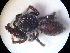  ( - NIBGE SPD-00379)  @12 [ ] CreativeCommons - Attribution Non-Commercial Share-Alike (2010) Muhammad Ashfaq National Institute for Biotechnology and Genetic Engineering Faisalabad Pakistan