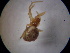  (Theridion sp. 3GAB_PAK - NIBGE SPD-00467)  @12 [ ] CreativeCommons - Attribution Non-Commercial Share-Alike (2010) Muhammad Ashfaq National Institute for Biotechnology and Genetic Engineering Faisalabad Pakistan