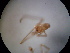  (Meotipa - NIBGE SPD-00482)  @12 [ ] CreativeCommons - Attribution Non-Commercial Share-Alike (2010) Muhammad Ashfaq National Institute for Biotechnology and Genetic Engineering Faisalabad Pakistan
