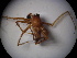  ( - NIBGE SPD-00525)  @12 [ ] CreativeCommons - Attribution Non-Commercial Share-Alike (2010) Muhammad Ashfaq National Institute for Biotechnology and Genetic Engineering Faisalabad Pakistan