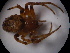  ( - NIBGE SPD-00552)  @12 [ ] CreativeCommons - Attribution Non-Commercial Share-Alike (2010) Muhammad Ashfaq National Institute for Biotechnology and Genetic Engineering Faisalabad Pakistan