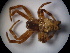  (Cyrtophora citricola - NIBGE SPD-00617)  @13 [ ] CreativeCommons - Attribution Non-Commercial Share-Alike (2010) Muhammad Ashfaq National Institute for Biotechnology and Genetic Engineering Faisalabad Pakistan