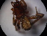 (Zelotes cf. puritanus - NIBGE SPD-00625)  @13 [ ] CreativeCommons - Attribution Non-Commercial Share-Alike (2010) Muhammad Ashfaq National Institute for Biotechnology and Genetic Engineering Faisalabad Pakistan