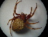  ( - NIBGE SPD-00636)  @12 [ ] CreativeCommons - Attribution Non-Commercial Share-Alike (2010) Muhammad Ashfaq National Institute for Biotechnology and Genetic Engineering Faisalabad Pakistan