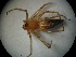  ( - NIBGE SPD-00663)  @12 [ ] CreativeCommons - Attribution Non-Commercial Share-Alike (2010) Muhammad Ashfaq National Institute for Biotechnology and Genetic Engineering Faisalabad Pakistan