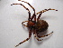  ( - NIBGE SPD-00678)  @13 [ ] CreativeCommons - Attribution Non-Commercial Share-Alike (2010) Muhammad Ashfaq National Institute for Biotechnology and Genetic Engineering Faisalabad Pakistan