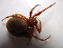  ( - NIBGE SPD-00681)  @12 [ ] CreativeCommons - Attribution Non-Commercial Share-Alike (2010) Muhammad Ashfaq National Institute for Biotechnology and Genetic Engineering Faisalabad Pakistan