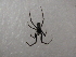  (Steatoda cingulata - NIBGE SPD-00733)  @12 [ ] CreativeCommons - Attribution Non-Commercial Share-Alike (2012) Muhammad Ashfaq National Institute for Biotechnology and Genetic Engineering Faisalabad Pakistan