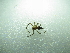  ( - NIBGE SPD-00919)  @12 [ ] CreativeCommons - Attribution Non-Commercial Share-Alike (2012) Muhammad Ashfaq National Institute for Biotechnology and Genetic Engineering Faisalabad Pakistan