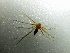  ( - NIBGE SPD-00920)  @12 [ ] CreativeCommons - Attribution Non-Commercial Share-Alike (2012) Muhammad Ashfaq National Institute for Biotechnology and Genetic Engineering Faisalabad Pakistan