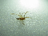  ( - NIBGE SPD-00923)  @12 [ ] CreativeCommons - Attribution Non-Commercial Share-Alike (2012) Muhammad Ashfaq National Institute for Biotechnology and Genetic Engineering Faisalabad Pakistan