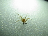  ( - NIBGE SPD-00924)  @12 [ ] CreativeCommons - Attribution Non-Commercial Share-Alike (2012) Muhammad Ashfaq National Institute for Biotechnology and Genetic Engineering Faisalabad Pakistan
