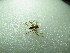  ( - NIBGE SPD-00928)  @12 [ ] CreativeCommons - Attribution Non-Commercial Share-Alike (2012) Muhammad Ashfaq National Institute for Biotechnology and Genetic Engineering Faisalabad Pakistan