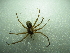  ( - NIBGE SPD-00947)  @13 [ ] CreativeCommons - Attribution Non-Commercial Share-Alike (2012) Muhammad Ashfaq National Institute for Biotechnology and Genetic Engineering Faisalabad Pakistan