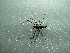  ( - NIBGE SPD-00974)  @12 [ ] CreativeCommons - Attribution Non-Commercial Share-Alike (2012) M. Sajjad Mirza National Institute for Biotechnology and Genetic Engineering Faisalabad Pakistan