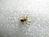 ( - NIBGE SPD-01032)  @13 [ ] CreativeCommons - Attribution Non-Commercial Share-Alike (2012) M. Sajjad Mirza National Institute for Biotechnology and Genetic Engineering Faisalabad Pakistan