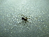  ( - NIBGE SPD-01033)  @13 [ ] CreativeCommons - Attribution Non-Commercial Share-Alike (2012) M. Sajjad Mirza National Institute for Biotechnology and Genetic Engineering Faisalabad Pakistan