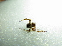  ( - NIBGE SPD-01037)  @12 [ ] CreativeCommons - Attribution Non-Commercial Share-Alike (2012) M. Sajjad Mirza National Institute for Biotechnology and Genetic Engineering Faisalabad Pakistan