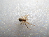  ( - NIBGE SPD-01052)  @13 [ ] CreativeCommons - Attribution Non-Commercial Share-Alike (2012) M. Sajjad Mirza National Institute for Biotechnology and Genetic Engineering Faisalabad Pakistan