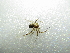  ( - NIBGE SPD-01055)  @13 [ ] CreativeCommons - Attribution Non-Commercial Share-Alike (2012) M. Sajjad Mirza National Institute for Biotechnology and Genetic Engineering Faisalabad Pakistan