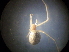  (Enoplognatha sp. 1GAB_PAK - NIBGE SPD-01322)  @11 [ ] CreativeCommons - Attribution Non-Commercial Share-Alike (2013) S. Mirza National Institute for Biotechnology and Genetic Engineering Faisalabad Pakistan