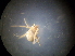  (Phylloneta sp. 1GAB_PAK - NIBGE SPD-01347)  @12 [ ] CreativeCommons - Attribution Non-Commercial Share-Alike (2013) S. Mirza National Institute for Biotechnology and Genetic Engineering Faisalabad Pakistan