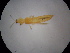  (Thrips PK02 - NIBGE THR-00160)  @12 [ ] CreativeCommons - Attribution Non-Commercial Share-Alike (2010) Muhammad Ashfaq National Institute for Biotechnology and Genetic Engineering Faisalabad Pakistan