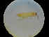  (Thrips flavidulus - NIBGE THR-00414)  @14 [ ] CreativeCommons - Attribution Non-Commercial Share-Alike (2012) Muhammad Ashfaq National Institute for Biotechnology and Genetic Engineering Faisalabad Pakistan