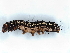  ( - BIOUG73618-D06)  @13 [ ] CreativeCommons - Attribution (2022) CBG Photography Group Centre for Biodiversity Genomics