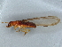  ( - BIOUG73618-F12)  @11 [ ] CreativeCommons - Attribution (2022) CBG Photography Group Centre for Biodiversity Genomics