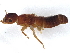  ( - BIOUG73619-B06)  @11 [ ] CreativeCommons - Attribution (2022) CBG Photography Group Centre for Biodiversity Genomics