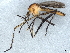  ( - BIOUG73619-H06)  @11 [ ] CreativeCommons - Attribution (2022) CBG Photography Group Centre for Biodiversity Genomics