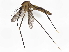  ( - BIOUG73622-D05)  @11 [ ] CreativeCommons - Attribution (2022) CBG Photography Group Centre for Biodiversity Genomics