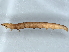  ( - BIOUG73623-B04)  @11 [ ] CreativeCommons - Attribution (2022) CBG Photography Group Centre for Biodiversity Genomics