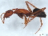  ( - BIOUG73632-E11)  @11 [ ] CreativeCommons - Attribution (2022) CBG Photography Group Centre for Biodiversity Genomics