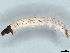  ( - BIOUG80111-A08)  @11 [ ] CreativeCommons - Attribution (2022) CBG Photography Group Centre for Biodiversity Genomics