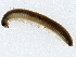  ( - BIOUG93337-A07)  @11 [ ] CreativeCommons - Attribution (2022) CBG Photography Group Centre for Biodiversity Genomics