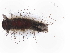  ( - BIOUG95001-E04)  @11 [ ] CreativeCommons - Attribution (2022) CBG Photography Group Centre for Biodiversity Genomics