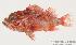  (Sebastapistes fowleri - MBIO1041.4)  @14 [ ] Unspecified (default): All Rights Reserved  Unspecified Unspecified