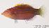  (Pseudocheilinus - MBIO121.4)  @14 [ ] Unspecified (default): All Rights Reserved  Unspecified Unspecified