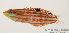  (Halichoeres claudia - MBIO1381.4)  @14 [ ] Unspecified (default): All Rights Reserved  Unspecified Unspecified