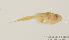  (Priolepis semidoliata - MBIO255.4)  @12 [ ] Unspecified (default): All Rights Reserved  Unspecified Unspecified