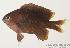  (Stegastes fasciolatus - MBIO299.4)  @14 [ ] Unspecified (default): All Rights Reserved  Unspecified Unspecified